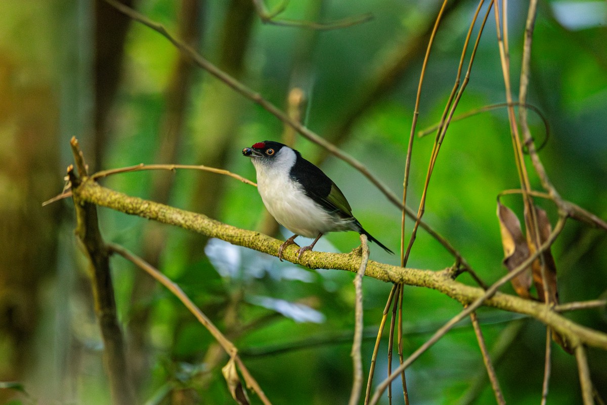 Pin-tailed Manakin - ML643466993