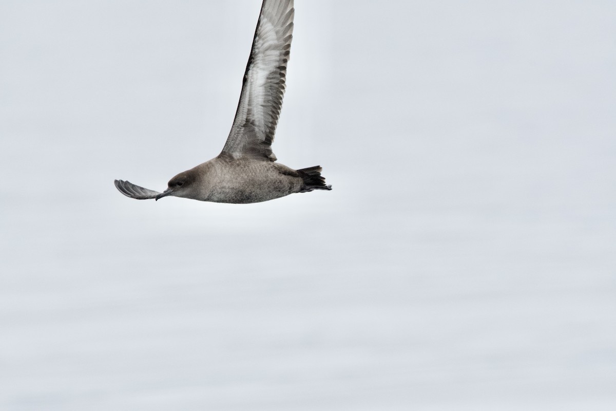 Sooty Shearwater - ML643466994