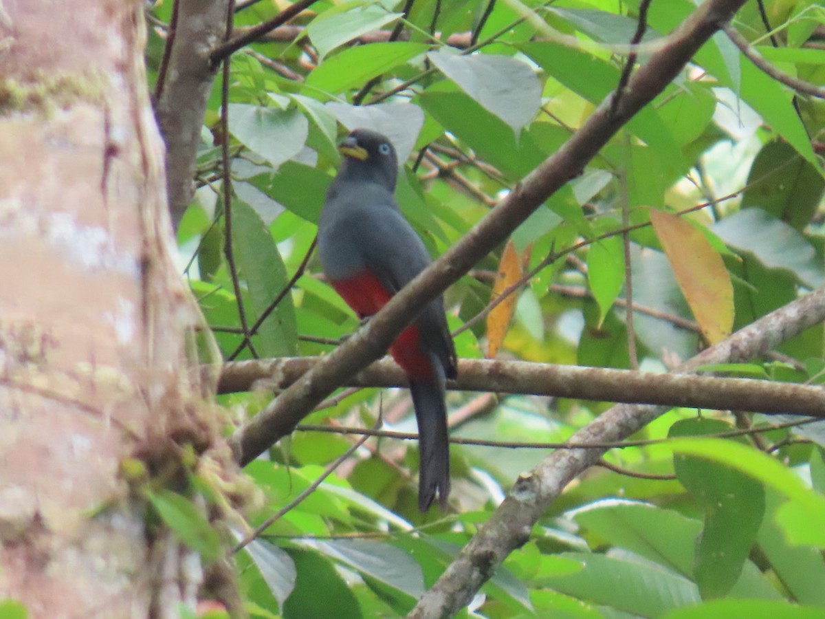 Blue-tailed Trogon - ML643466997