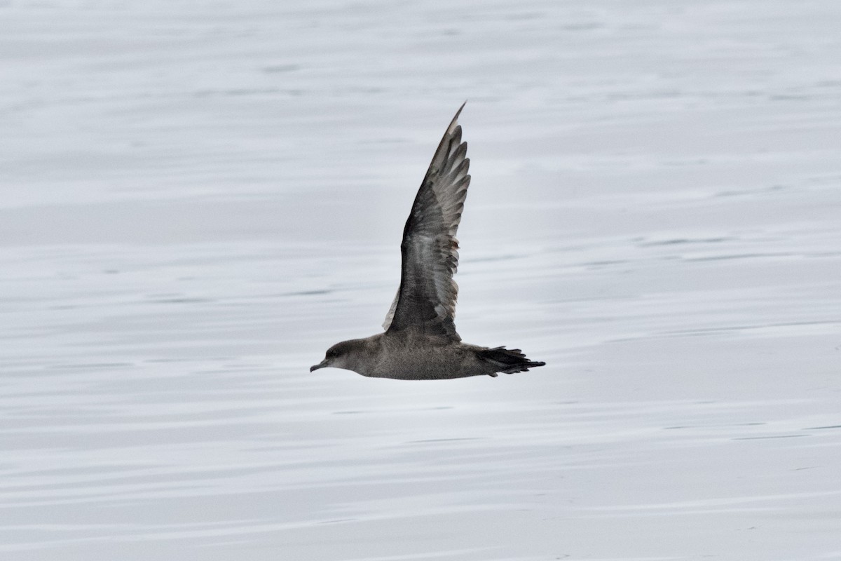 Sooty Shearwater - ML643466998
