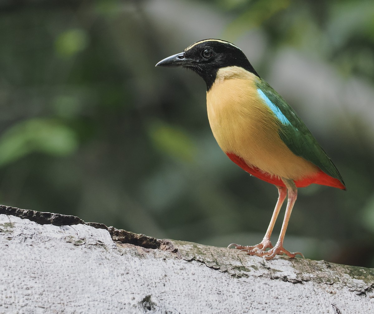 Elegant Pitta - ML643467000