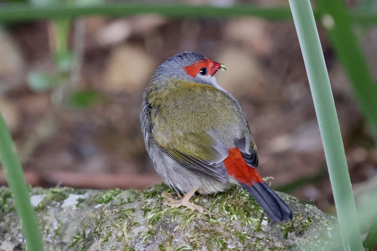 Red-browed Firetail - ML643467001