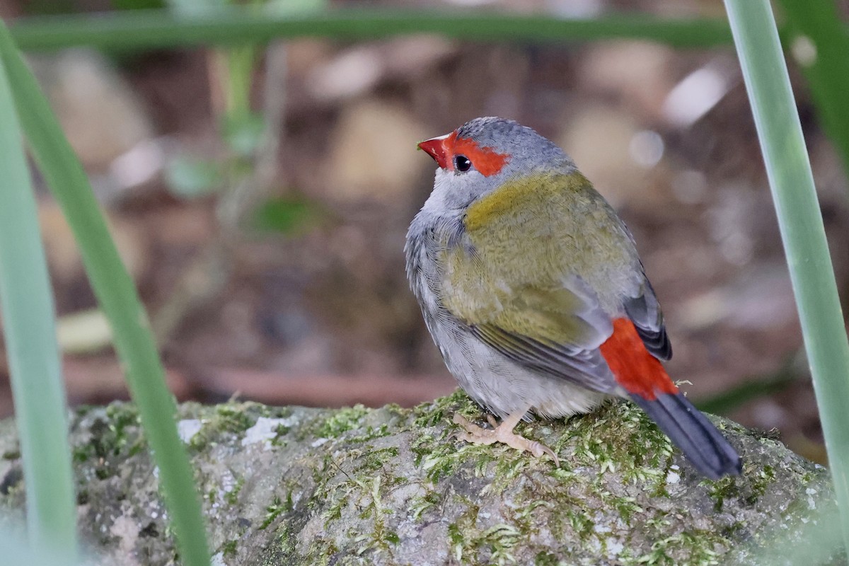 Red-browed Firetail - ML643467002