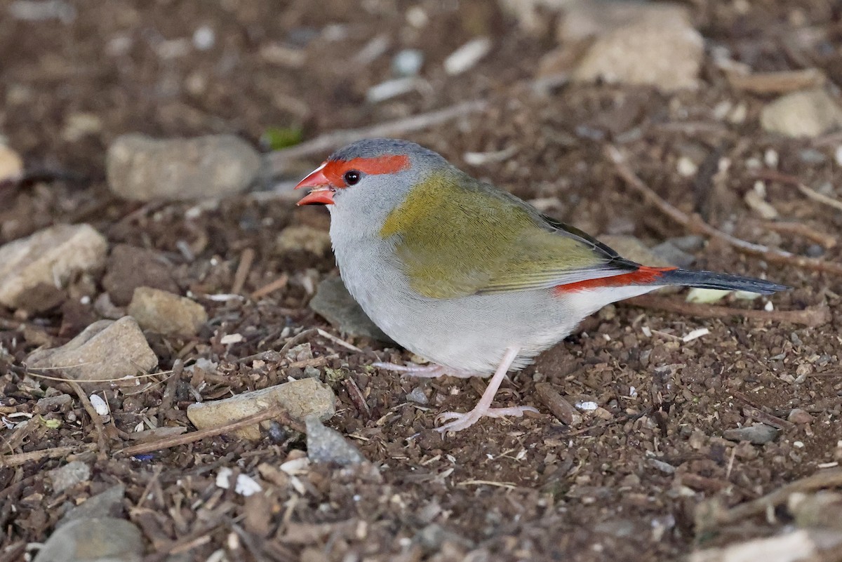 Red-browed Firetail - ML643467003