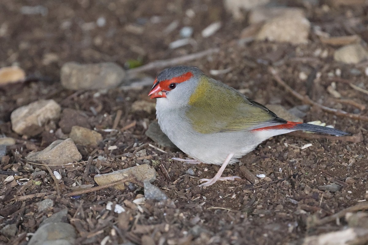 Red-browed Firetail - ML643467004