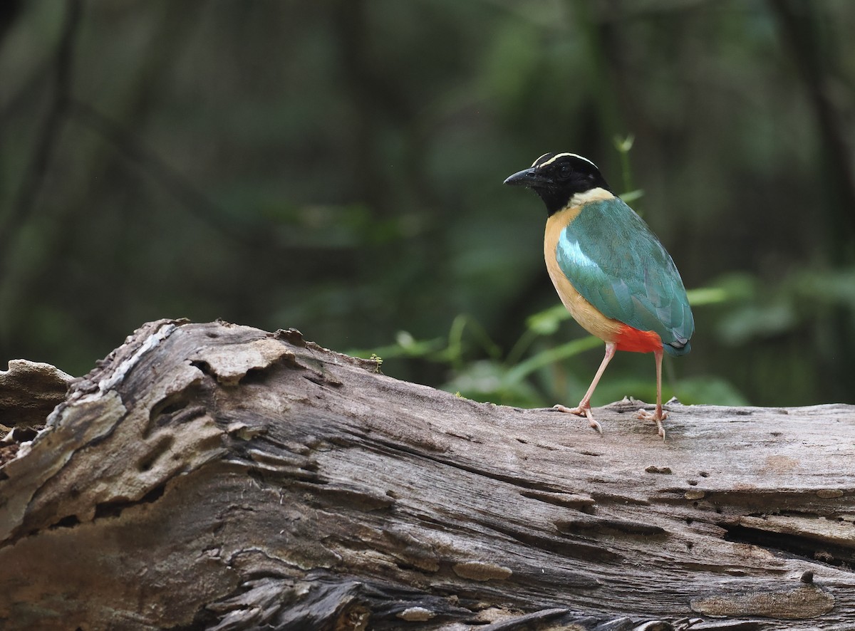 Elegant Pitta - ML643467005