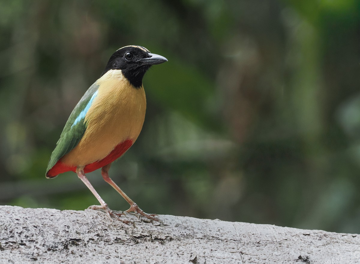 Elegant Pitta - ML643467006