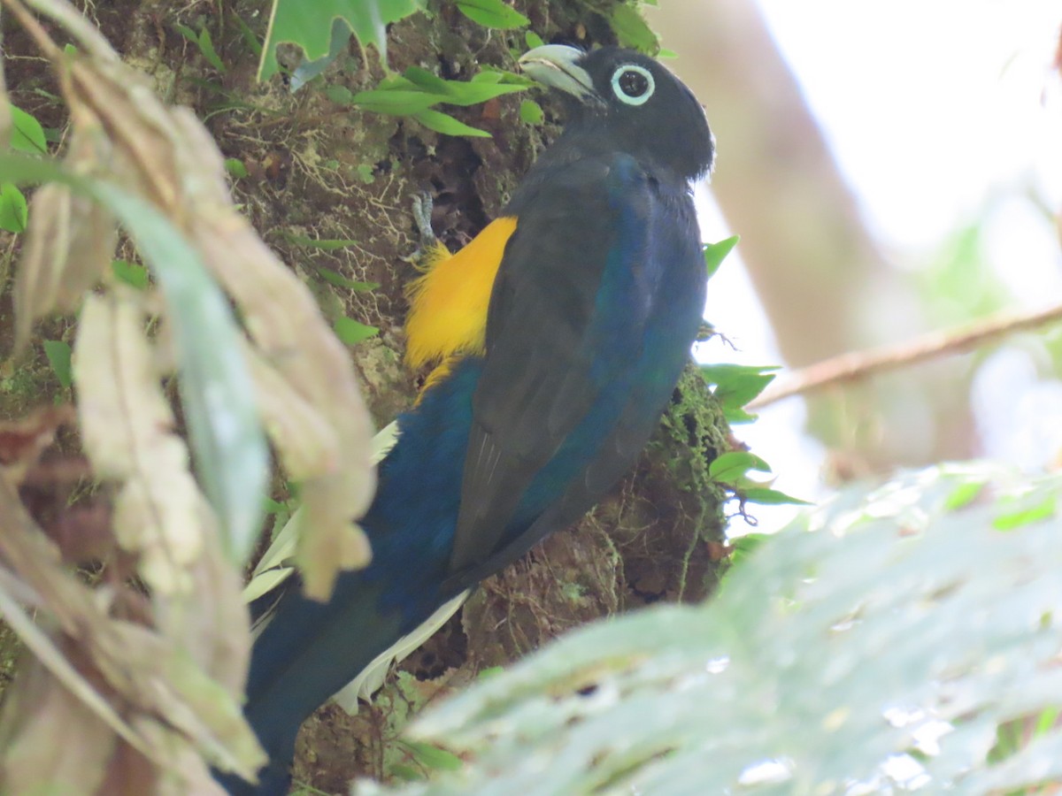 White-tailed Trogon - ML643467014