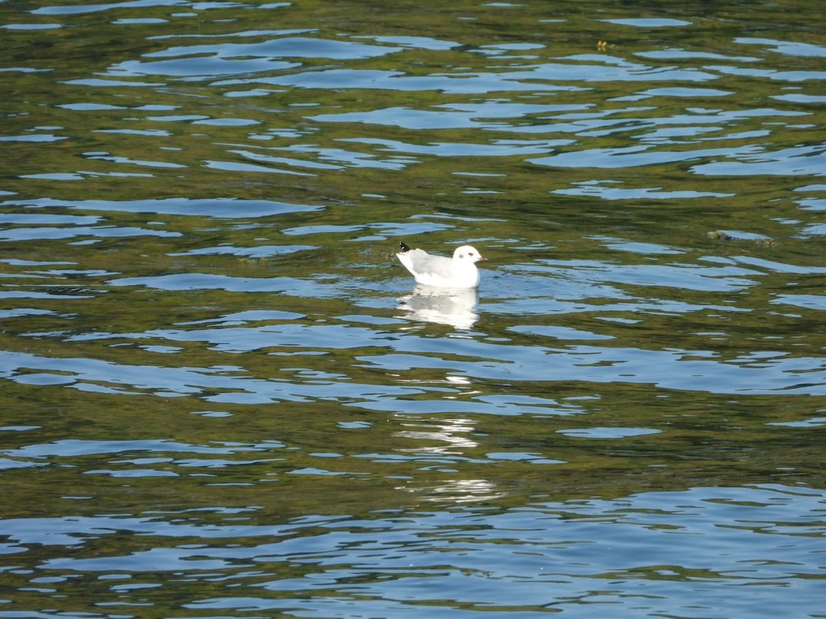 Bonaparte's Gull - ML643467016
