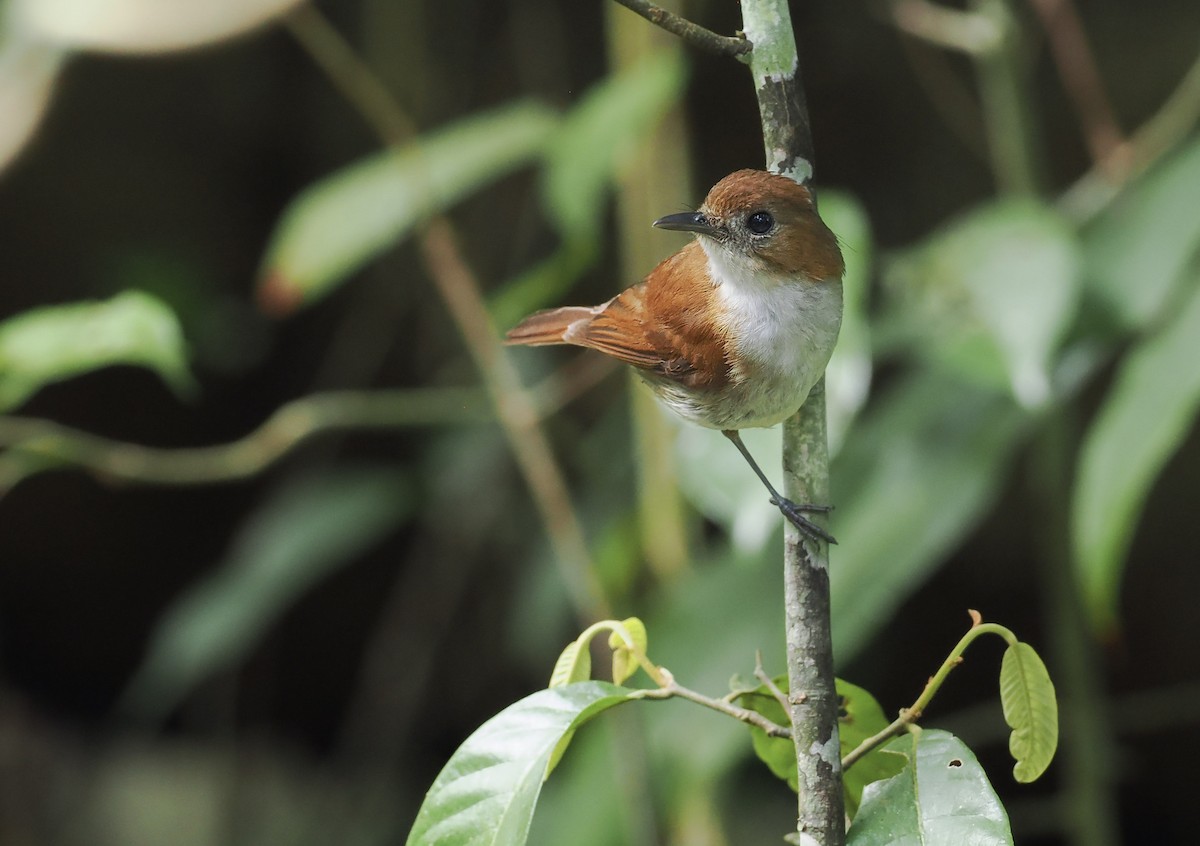 Sumba Flycatcher - ML643467018