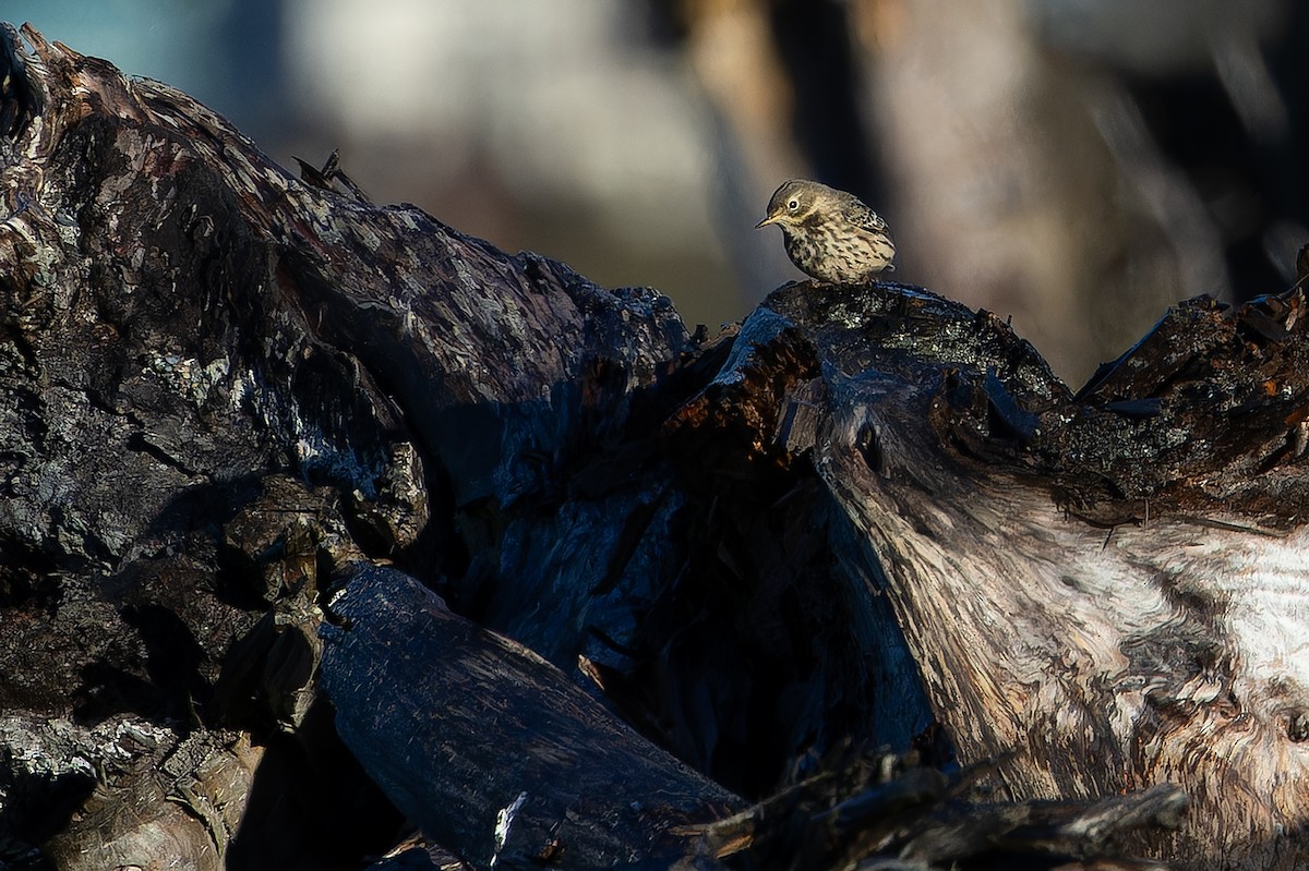 Siberian Pipit - ML643467022