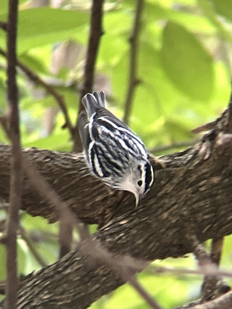 Black-and-white Warbler - ML643467023