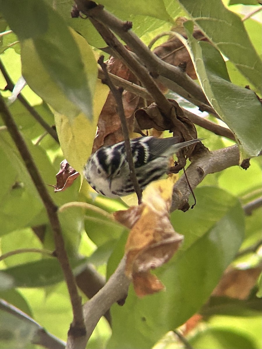 Black-and-white Warbler - ML643467024