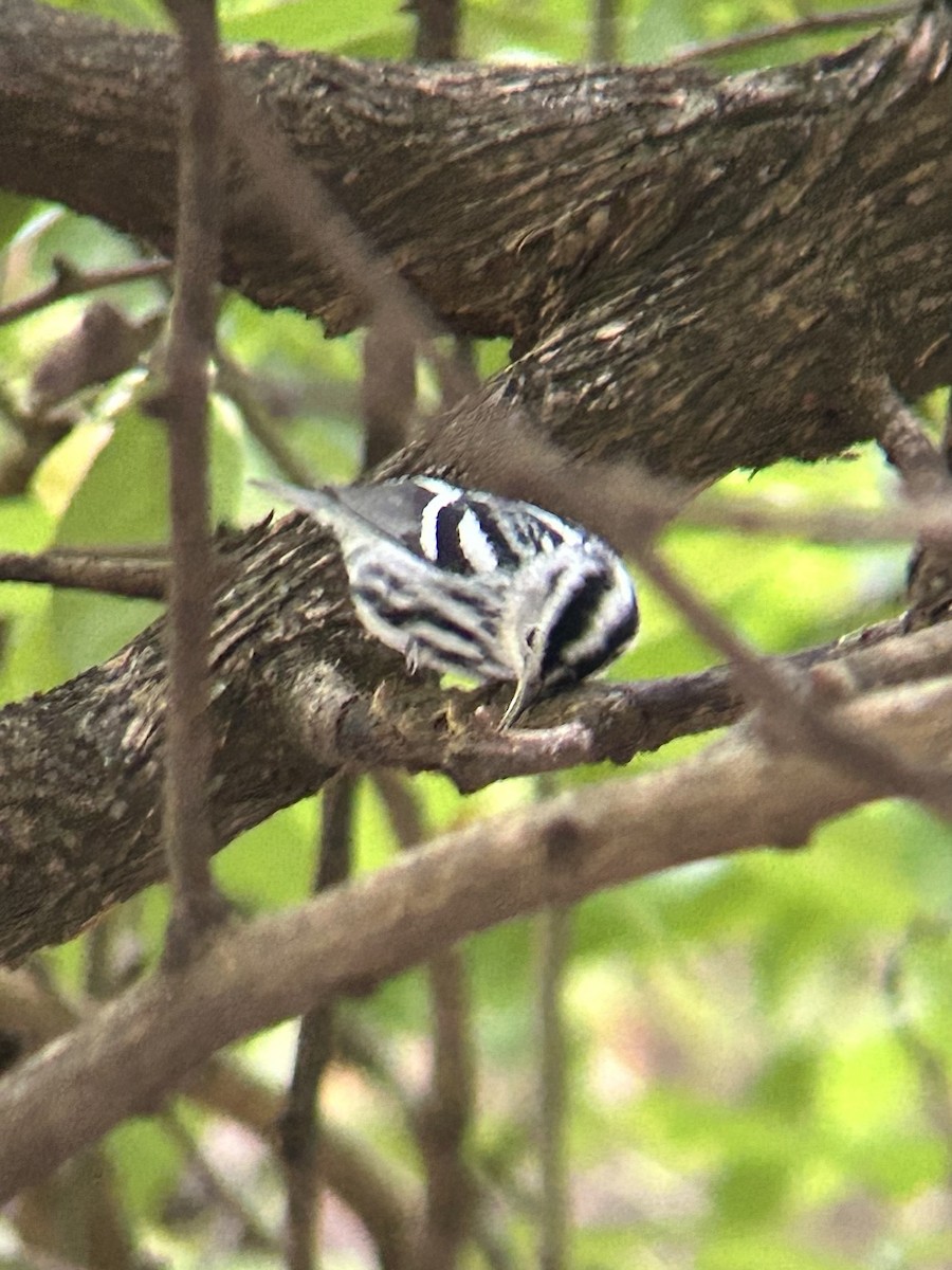 Black-and-white Warbler - ML643467025