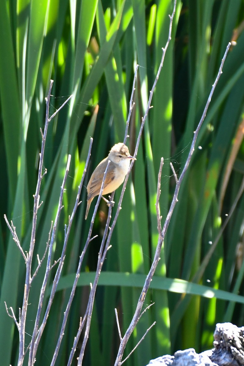 Australian Reed Warbler - ML643467026