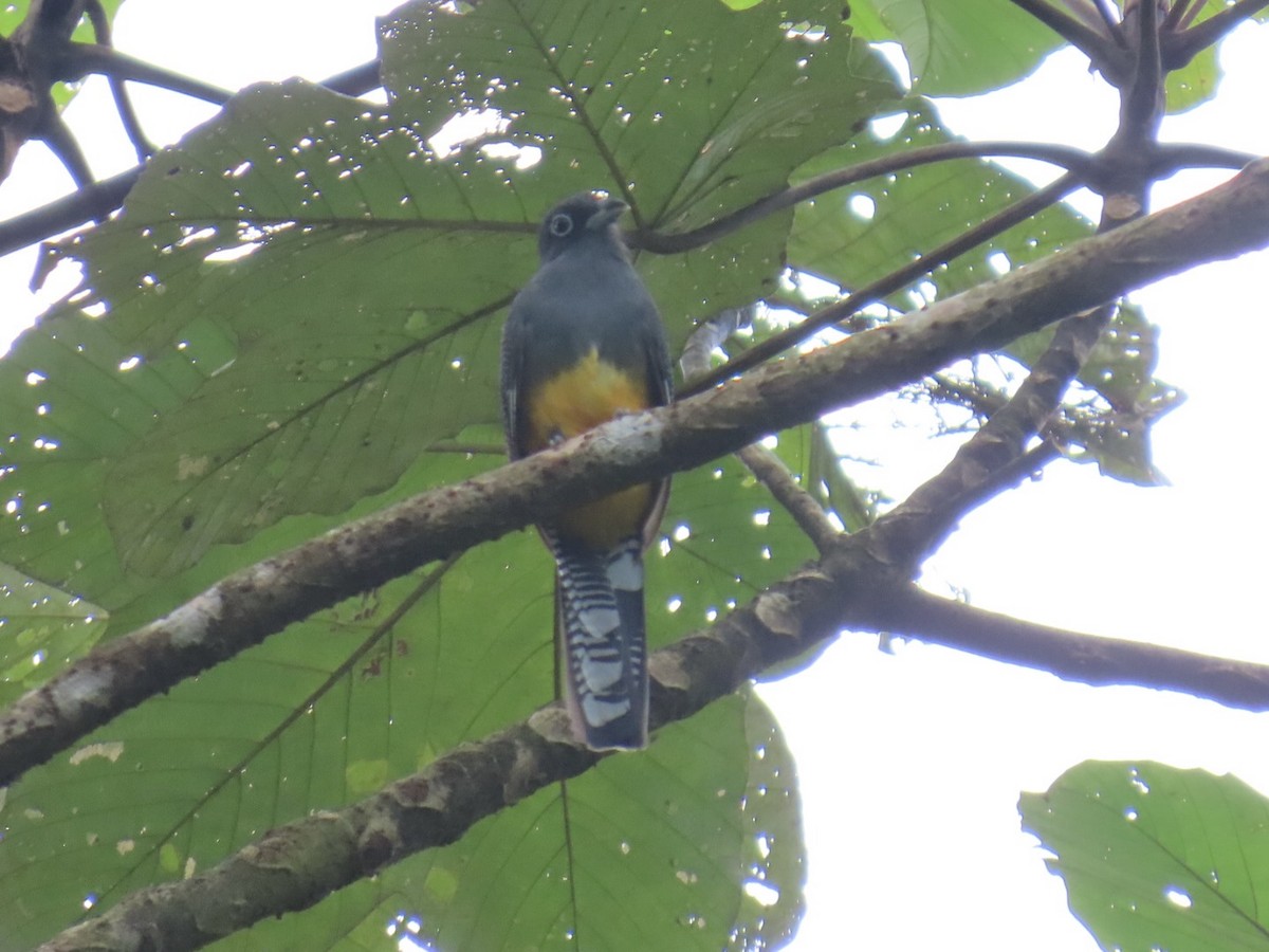 White-tailed Trogon - ML643467029