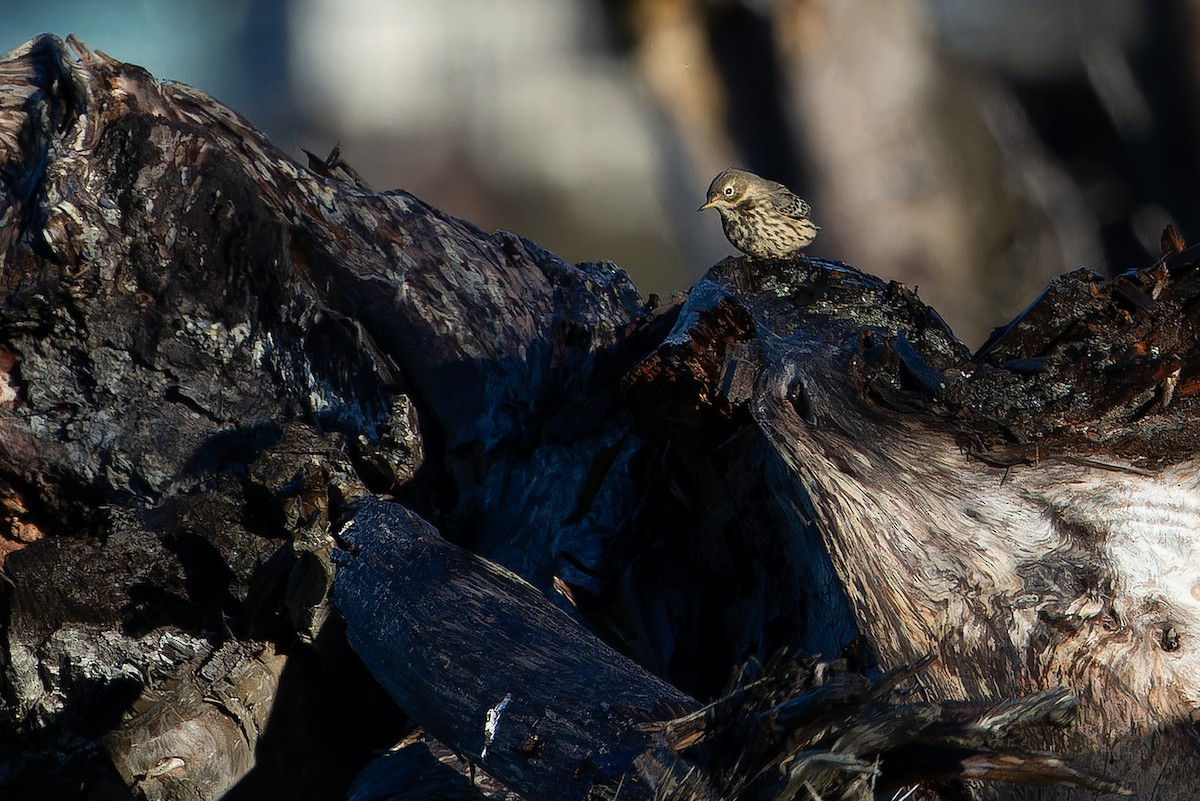 Siberian Pipit - ML643467031