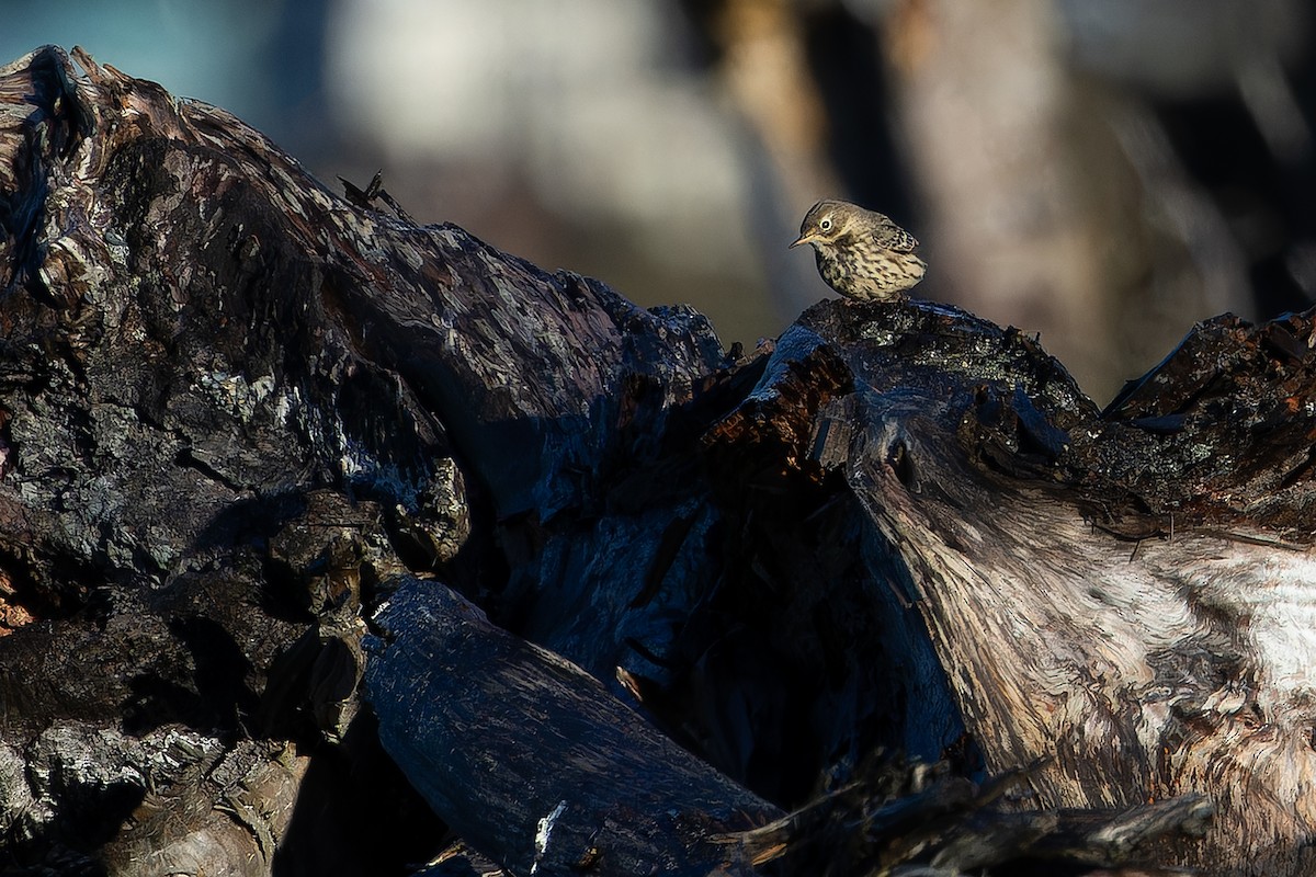 Siberian Pipit - ML643467032