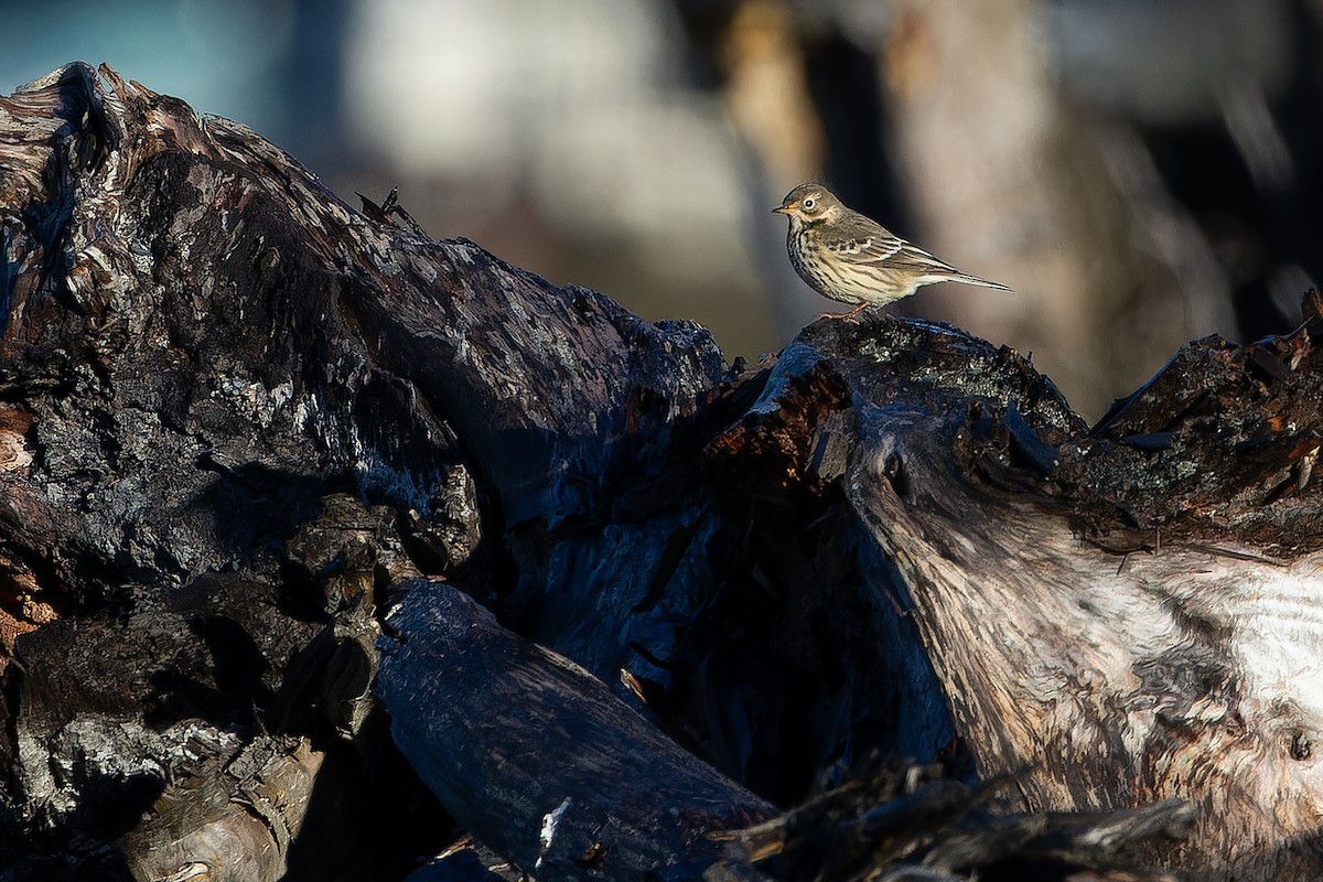 Siberian Pipit - ML643467035