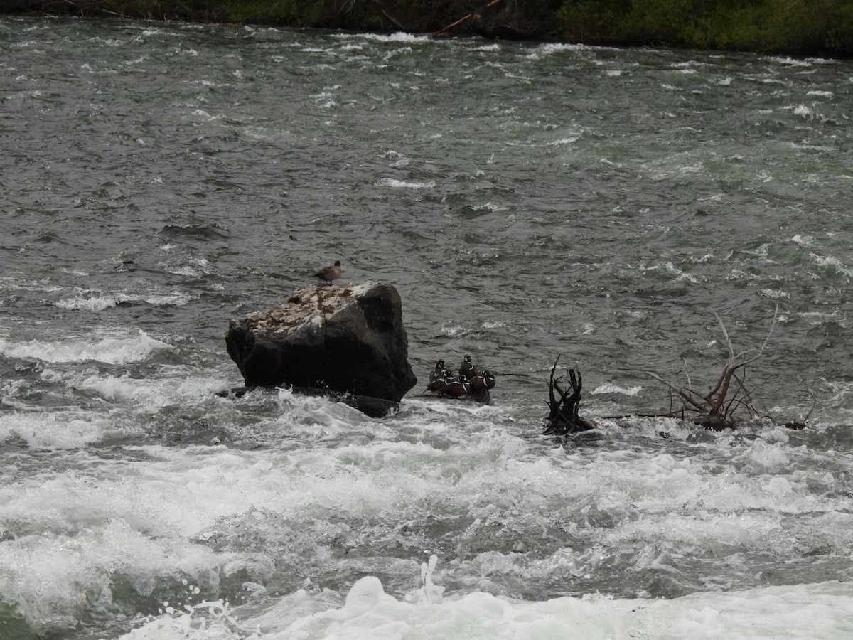 Harlequin Duck - ML643467037