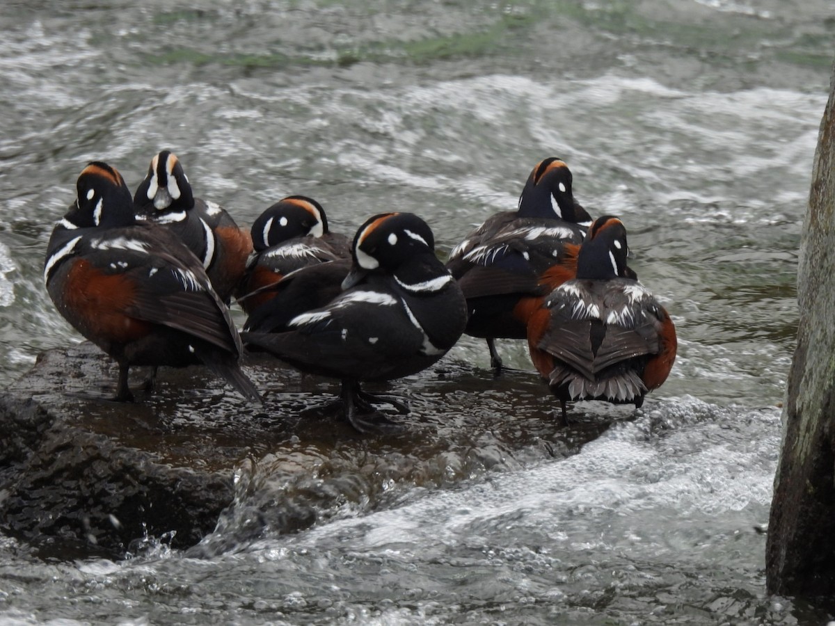 Harlequin Duck - ML643467038
