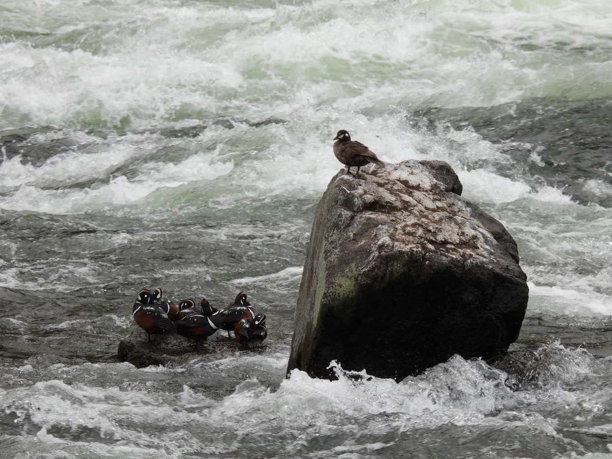 Harlequin Duck - ML643467039