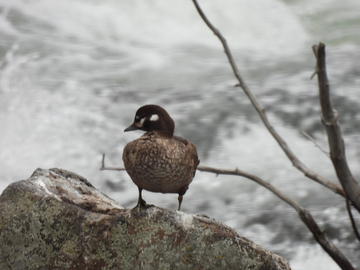 Harlequin Duck - ML643467040