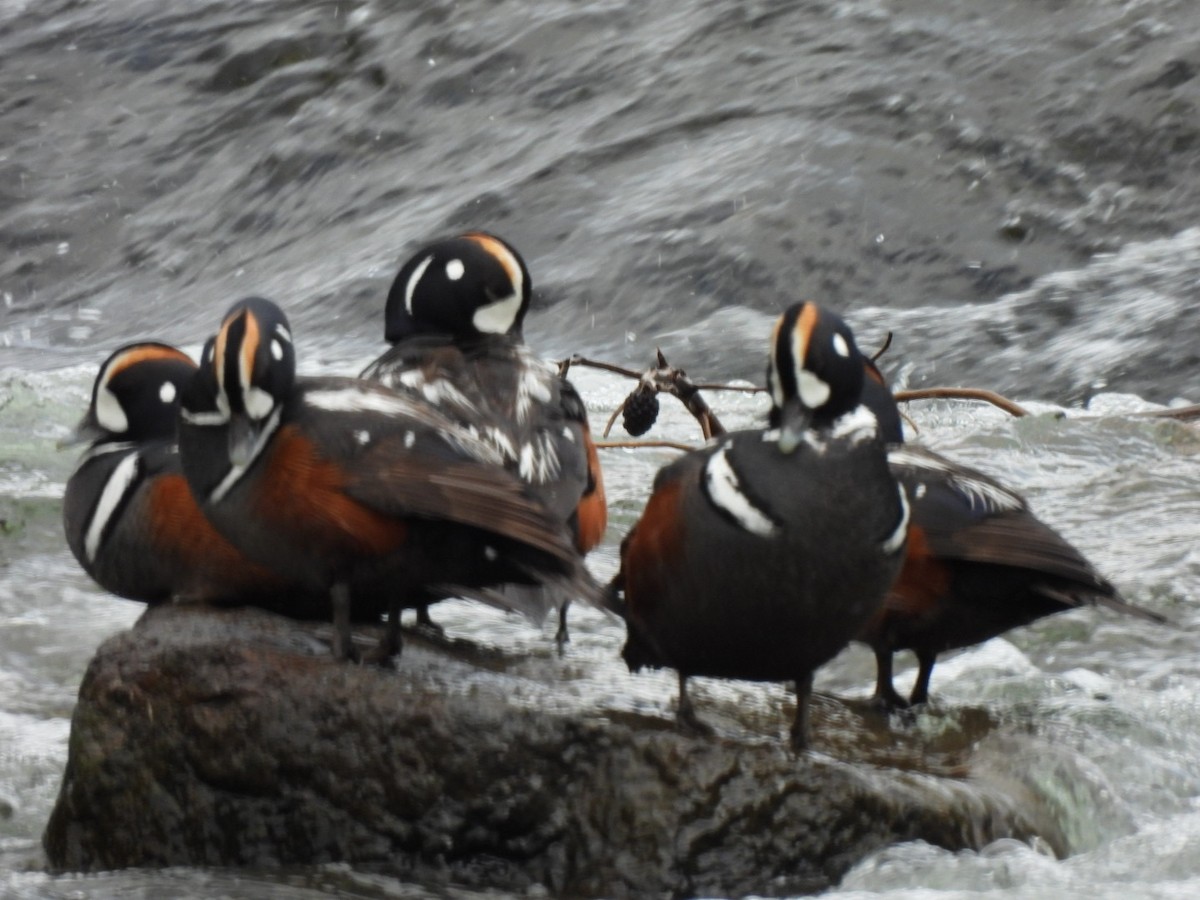 Harlequin Duck - ML643467041