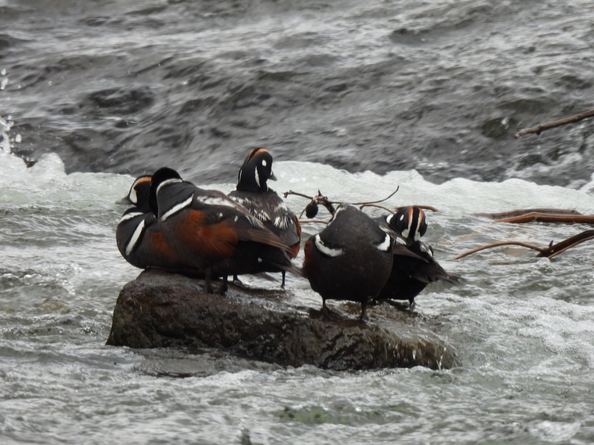 Harlequin Duck - ML643467042