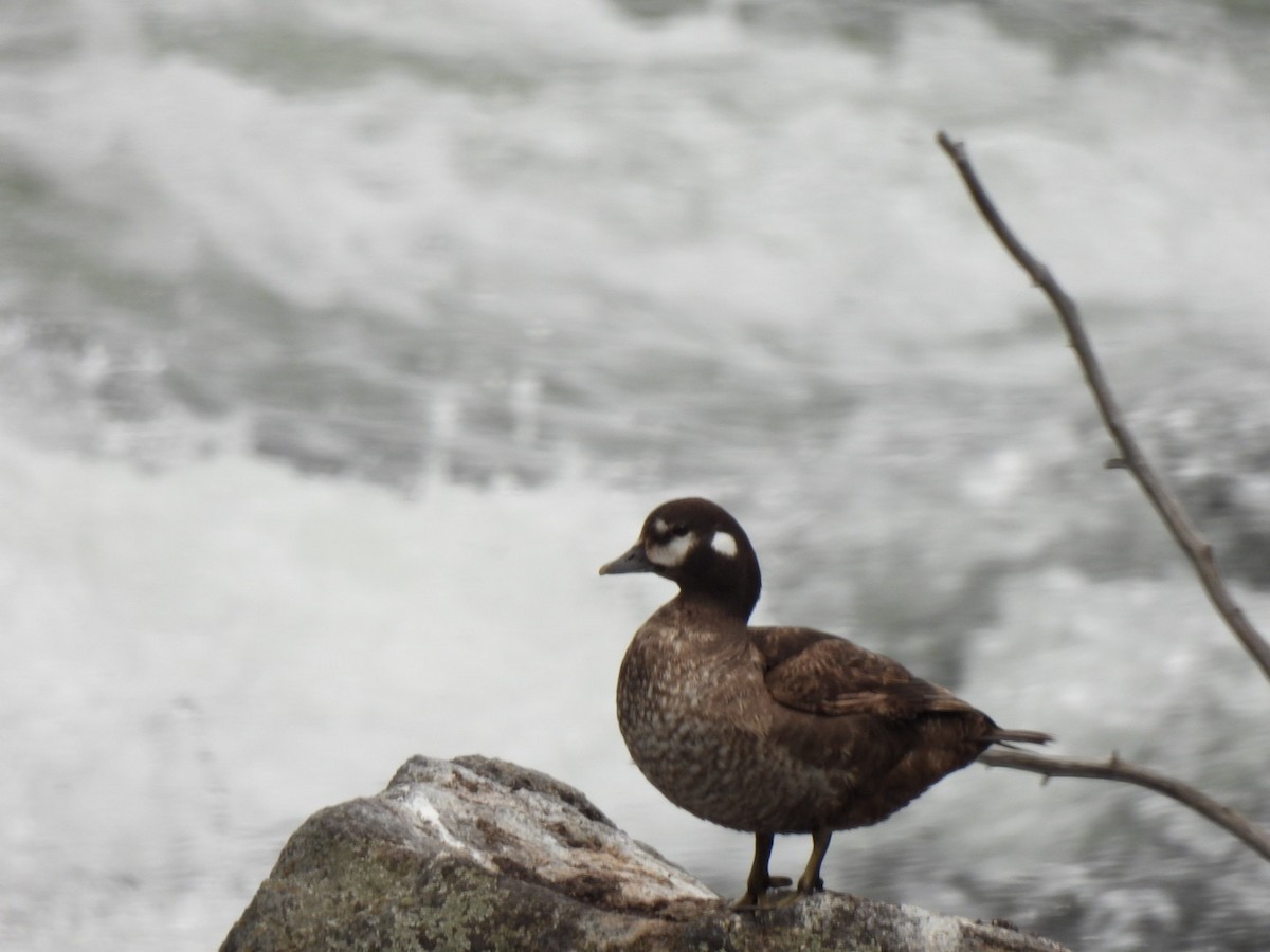 Harlequin Duck - ML643467043