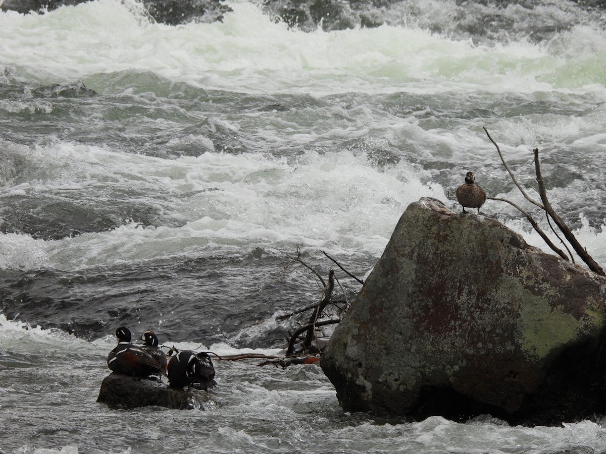 Harlequin Duck - ML643467044
