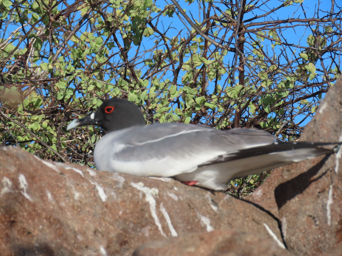 Swallow-tailed Gull - ML643467047