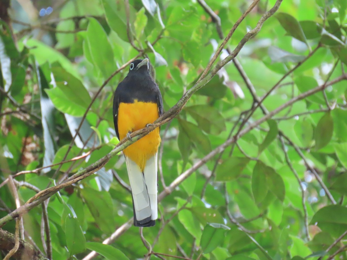 White-tailed Trogon - ML643467051