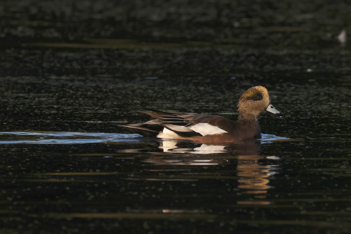 Canard d'Amérique - ML643467054