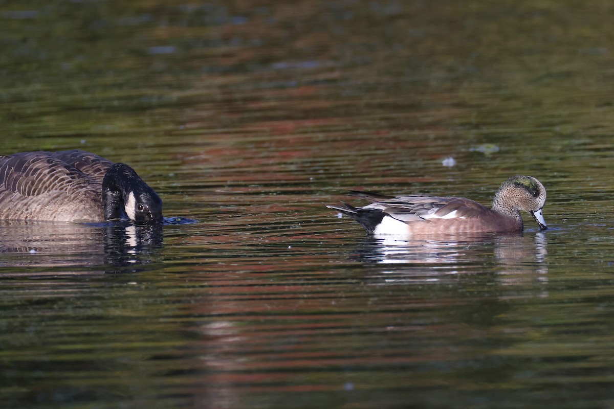Canard d'Amérique - ML643467056