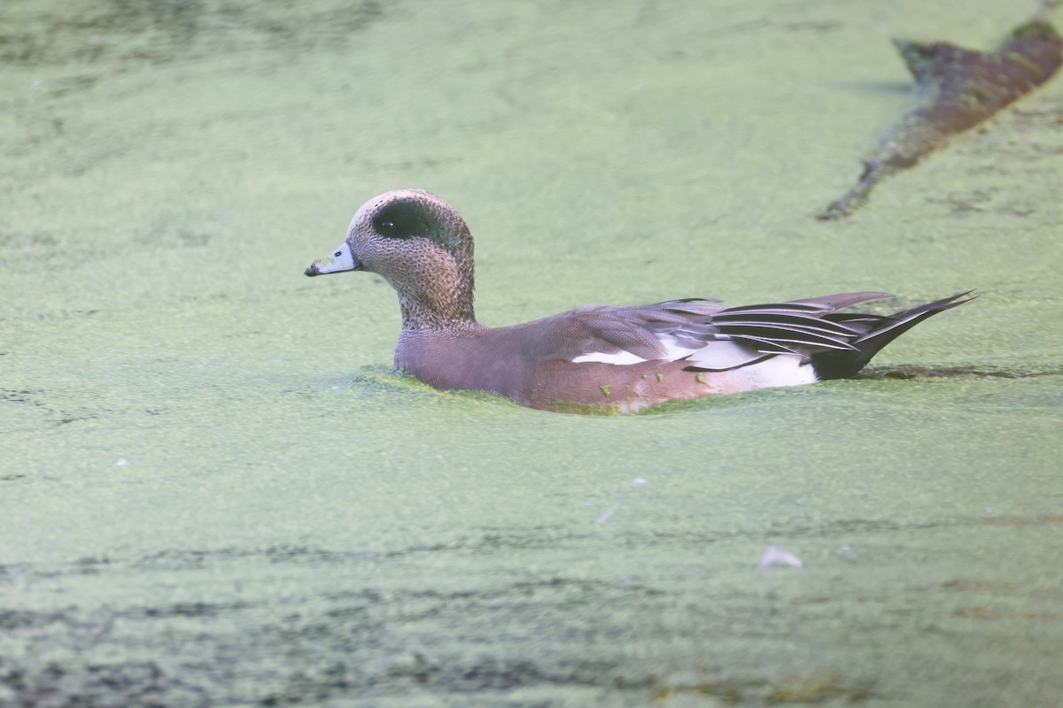 Canard d'Amérique - ML643467057