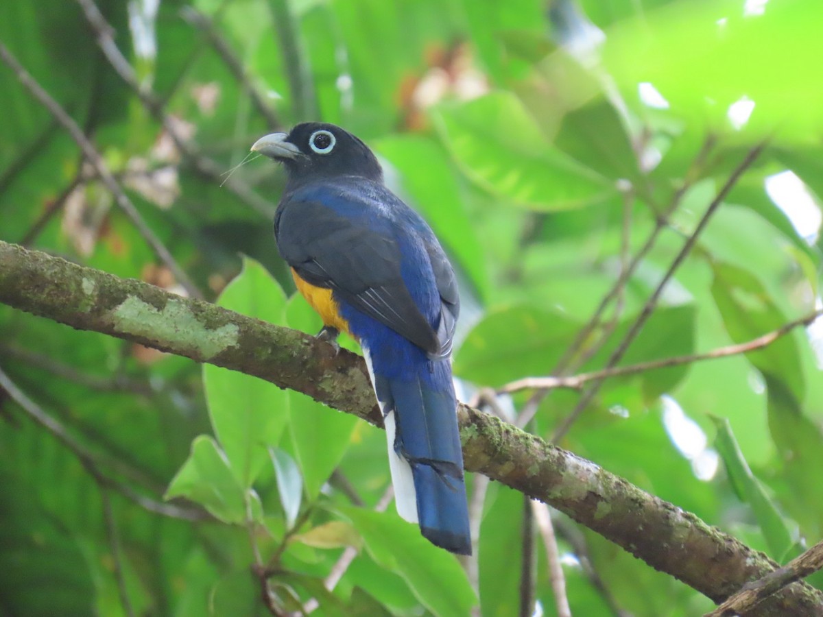 White-tailed Trogon - ML643467058