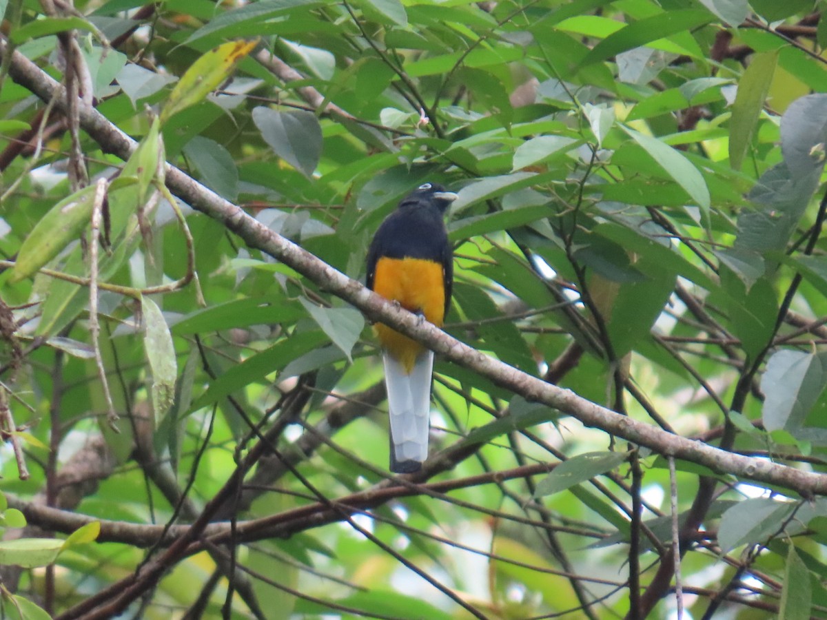 White-tailed Trogon - ML643467065