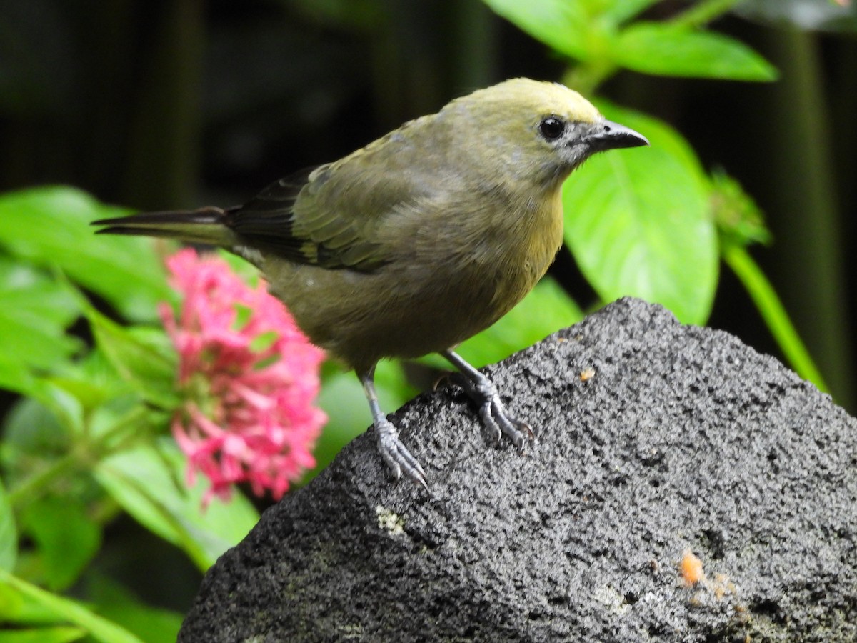 Palm Tanager - ML643467067