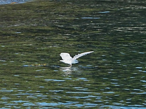 Bonaparte's Gull - ML643467071
