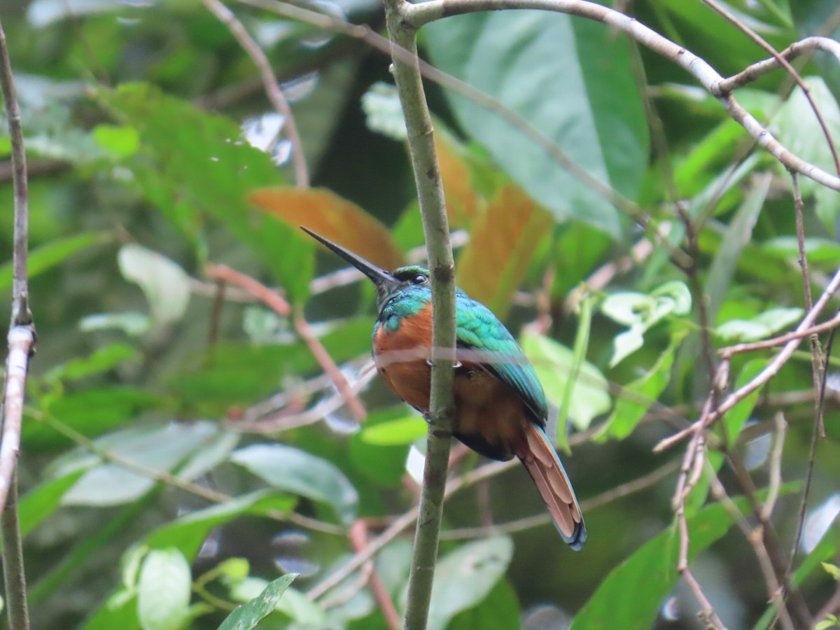 Rufous-tailed Jacamar - ML643467075