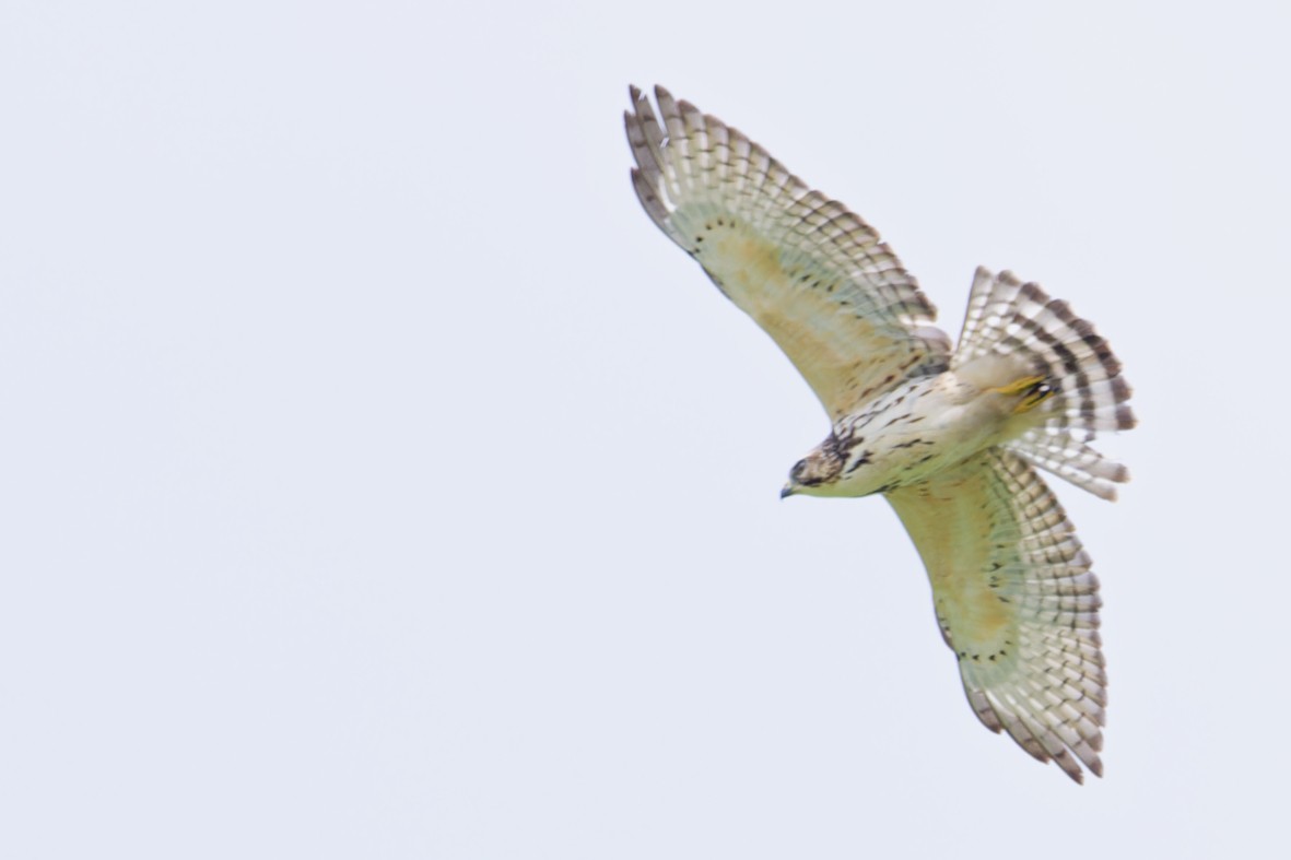 Broad-winged Hawk - ML643467080