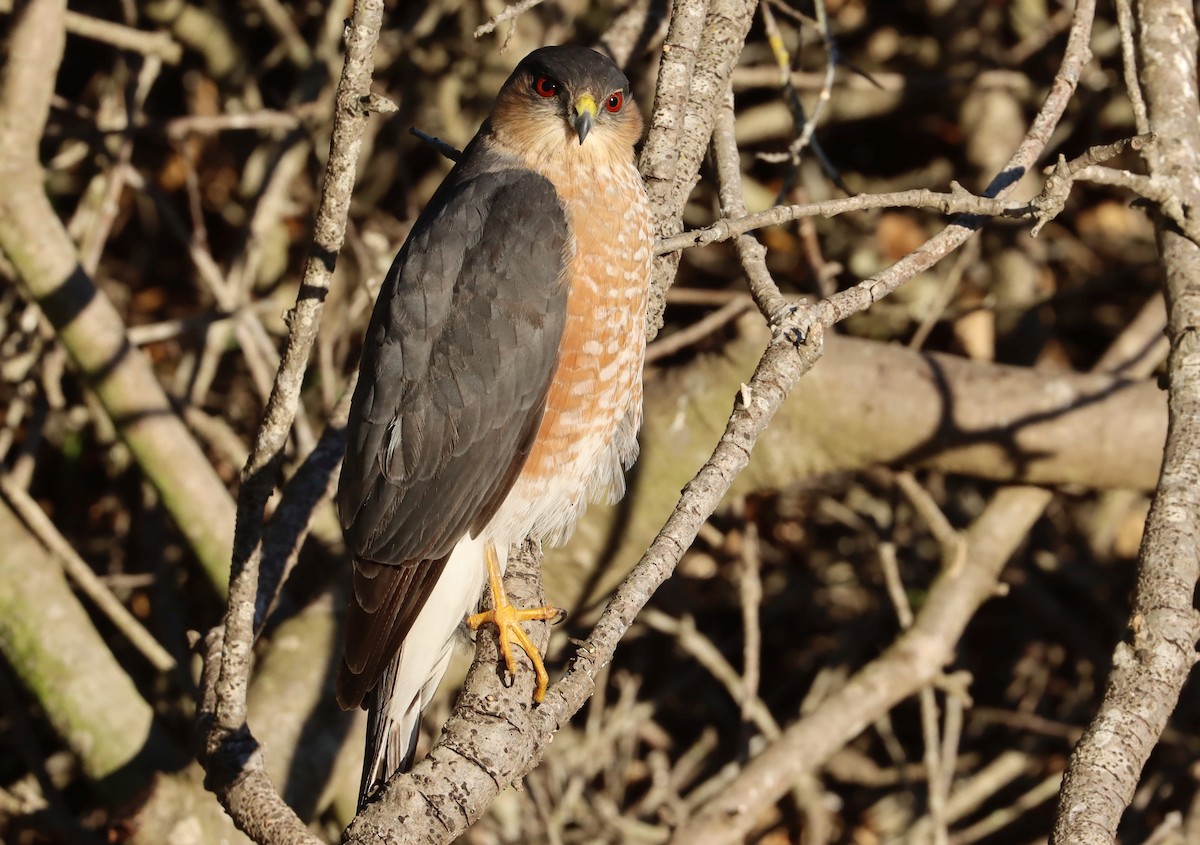 Sharp-shinned Hawk - ML643467096