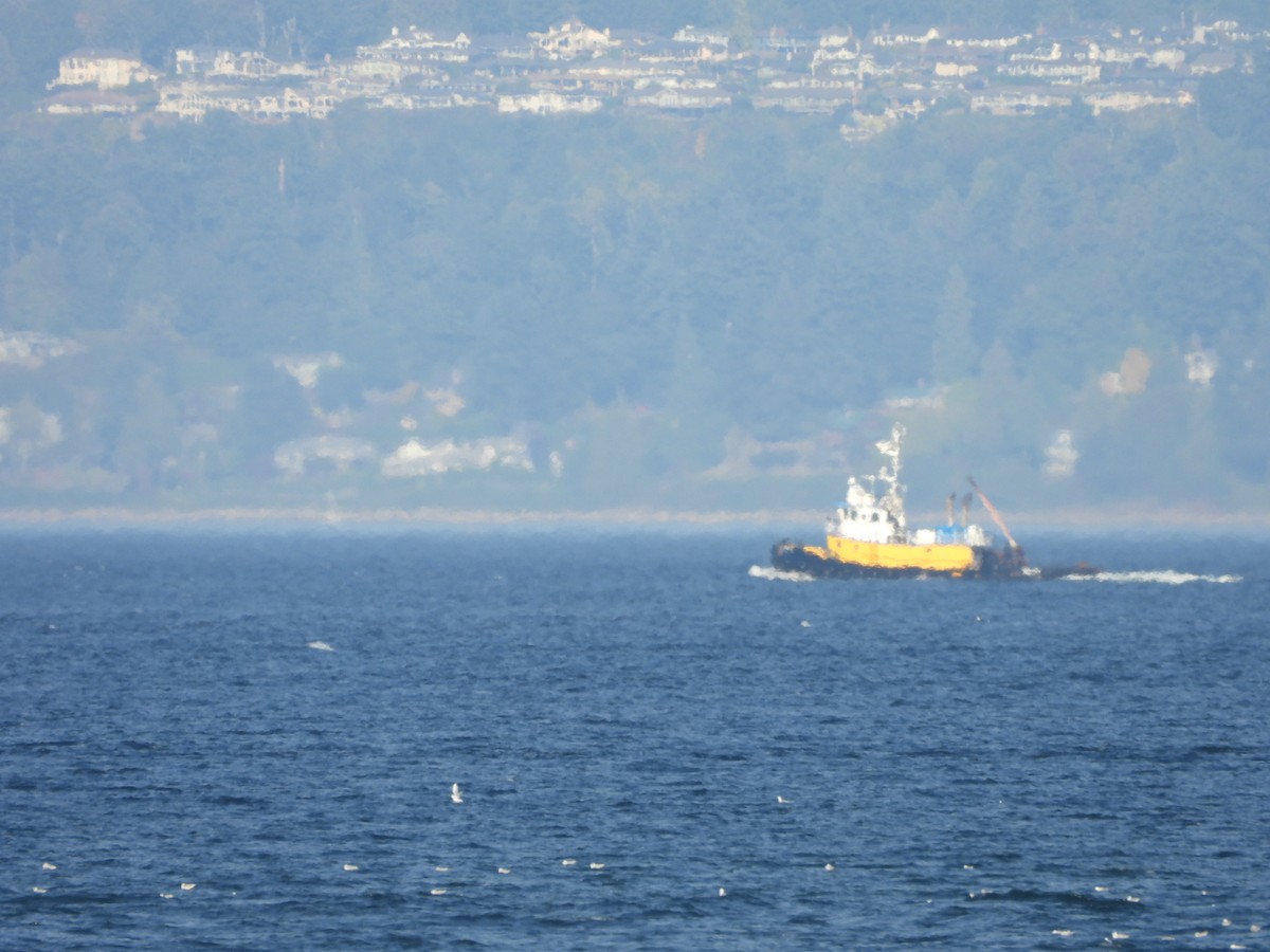 Bonaparte's Gull - ML643467098