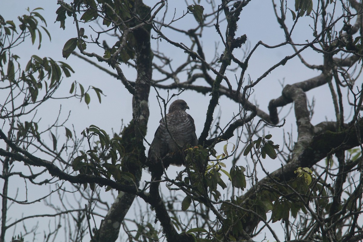 Broad-winged Hawk - ML643467102