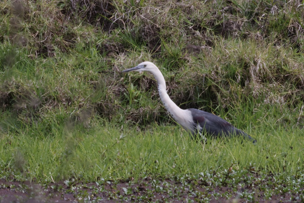Pacific Heron - ML643467114