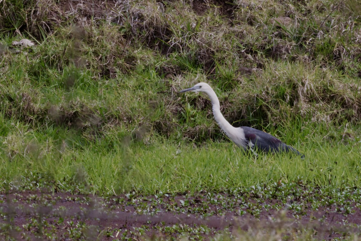 Pacific Heron - ML643467115
