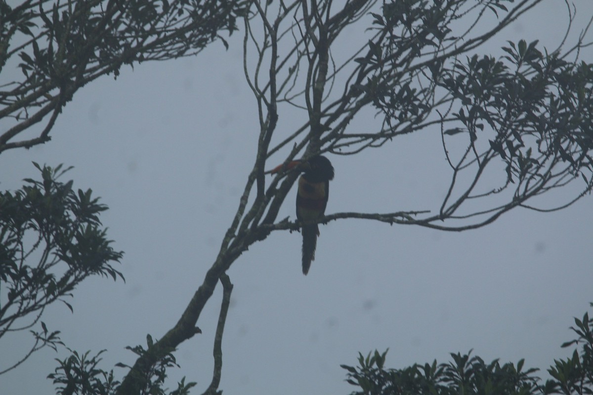 Fiery-billed Aracari - ML643467130