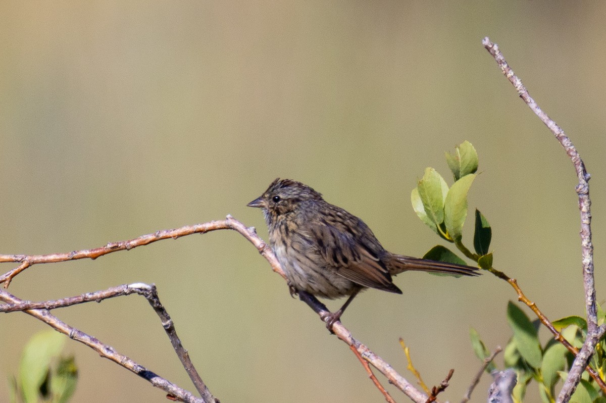 Lincoln's Sparrow - ML643467131