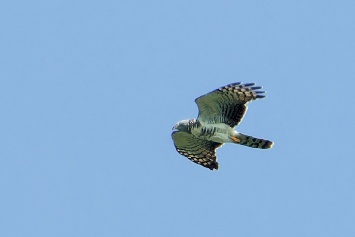 Hook-billed Kite - ML643467132
